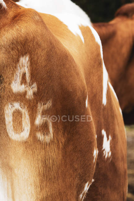 Primo piano del marchio 405 sulla vacca di Guernsey . — Foto stock