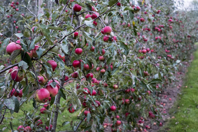 Осенью яблони в органическом саду с красными фруктами на ветвях — стоковое фото