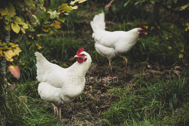Vista de ángulo alto de dos pollos blancos de pie sobre hierba . - foto de stock