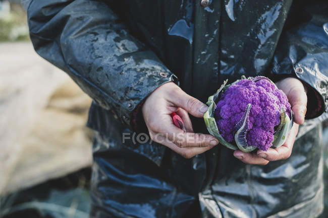 Midsection of person holding freshly harvested purple cauliflower. — Stock Photo