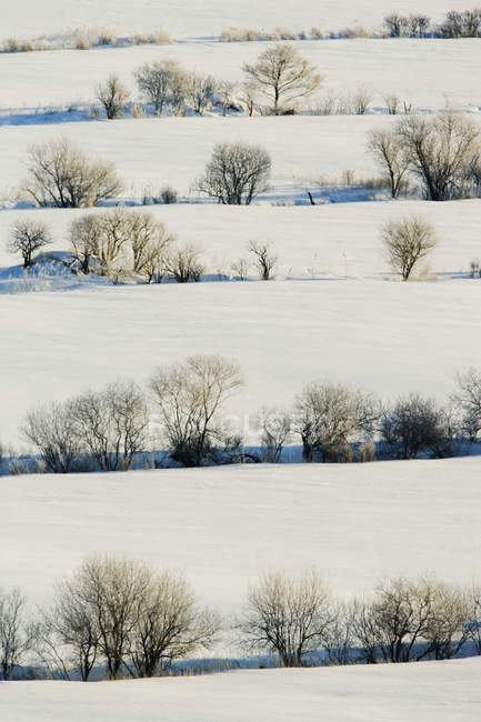 Paisagem nevada com fileiras de árvores no campo — Fotografia de Stock