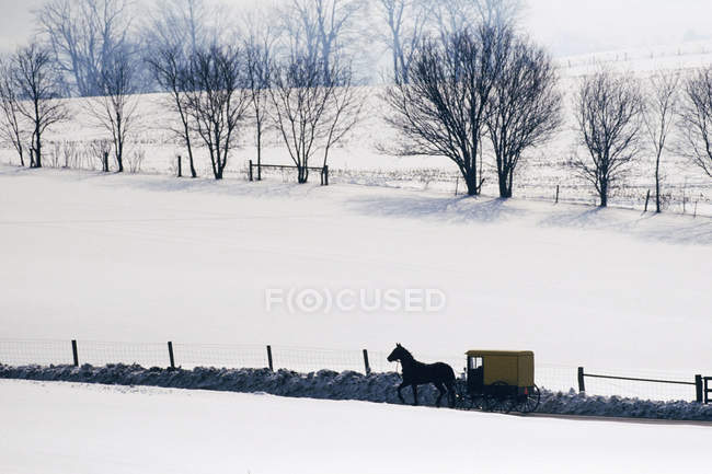 Лошадь амишей и коляска в снежном ландшафте США — стоковое фото