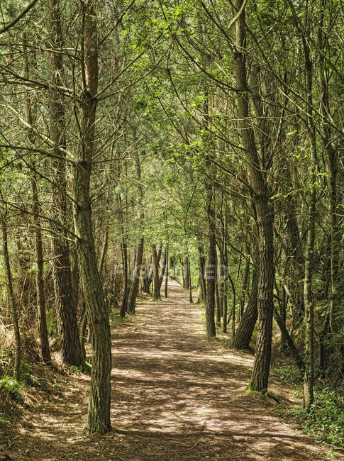 Caminho florestal com galhos de árvores e folhagem verde — Fotografia de Stock