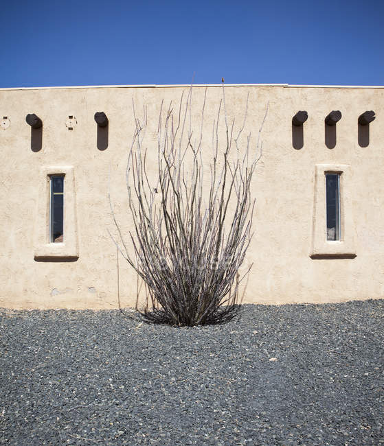 Adobe bâtiment et culture Ocotillo cactus — Photo de stock