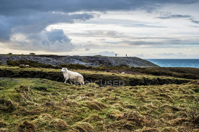 Moutons sur une falaise herbeuse le long du littoral du parc national du Pembrokeshire, Pays de Galles, Royaume-Uni . — Photo de stock