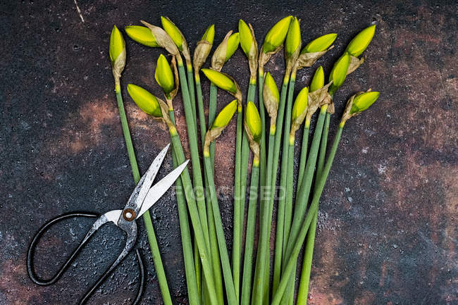 High angle view of bunch of daffodils and pair of scissors. — Stock Photo