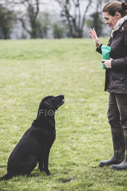 Mulher em pé no campo e dando ordem de mão para Black Labrador cão . — Fotografia de Stock