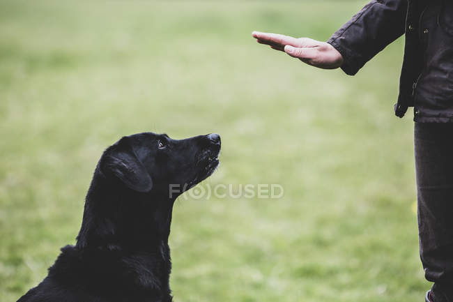 Dog trainer giving hand command to Black Labrador dog. — Stock Photo