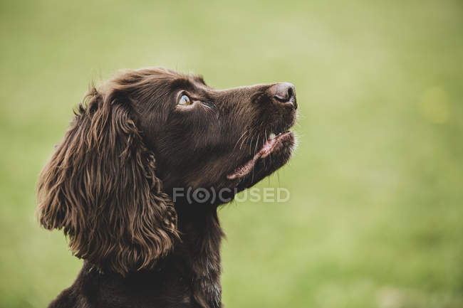 Close-up of Brown Spaniel dog sitting in green field, looking up. — Stock Photo