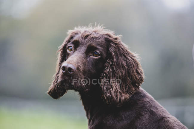 Close-up of brown Spaniel dog sitting in field. — Stock Photo