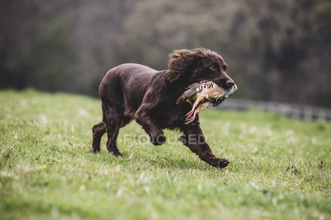 Brown Spaniel dog running across green field and retrieving pheasant. — Stock Photo