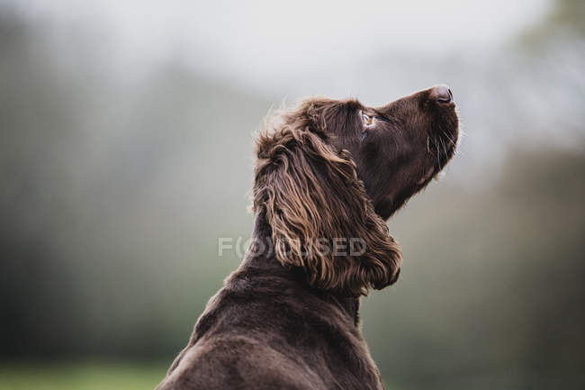 Visão traseira do cão Spaniel marrom sentado no campo, olhando para os lados . — Fotografia de Stock