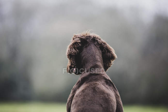 Vista trasera del perro Brown Spaniel sentado en el campo verde
. - foto de stock
