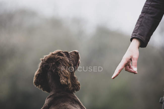 Persona in piedi all'aperto e dando il comando della mano al cane Brown Spaniel . — Foto stock