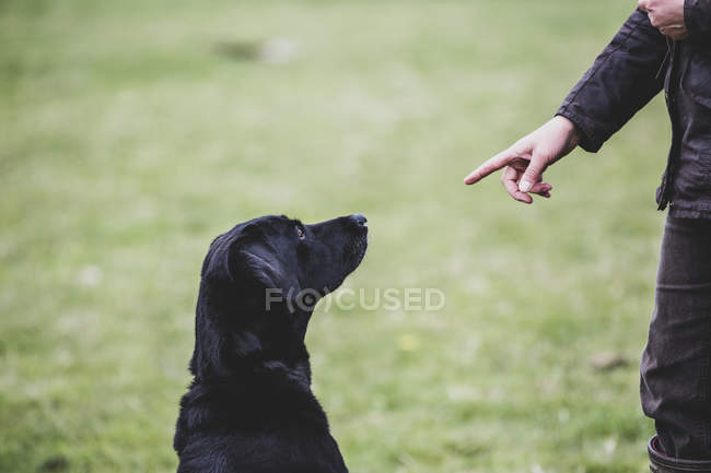 Hundetrainerin gibt schwarzem Labrador-Hund Handbefehl. — Stockfoto