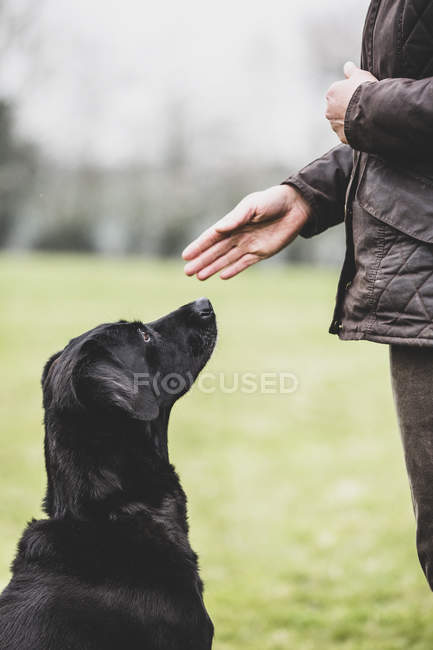 Close-up of dog trainer giving hand command to Black Labrador dog. — Stock Photo