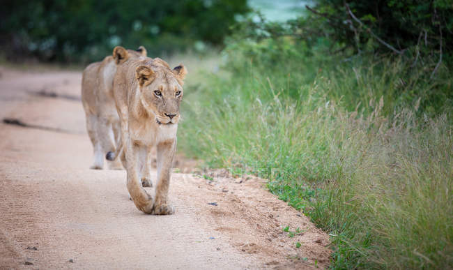 Leoa caminhando na estrada de areia com orgulho, olhando para longe, África — Fotografia de Stock