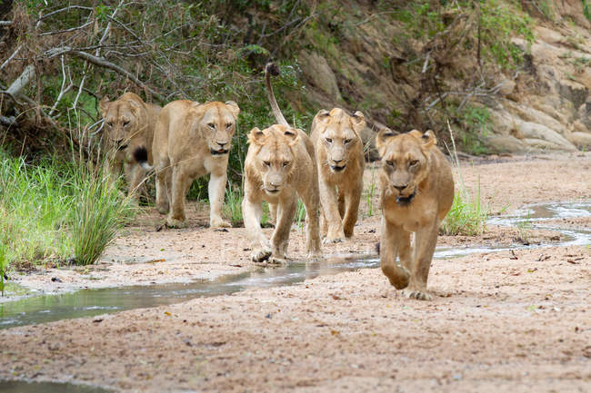 Orgullo de leones jóvenes caminando en el lecho del río, mirando hacia otro lado, orejas hacia atrás, África - foto de stock