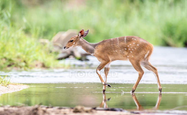 Bushbuck marche à travers le ruisseau calme, les oreilles en arrière, la verdure en arrière-plan, Afrique — Photo de stock