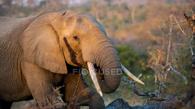 Elefante africano trayendo tronco a boca mientras come en pastizales de África - foto de stock