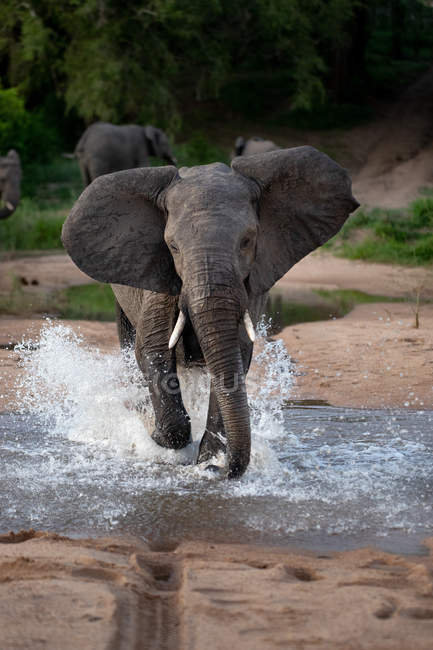 Elefante africano che scorre attraverso l'acqua con schizzi intorno alle gambe, Africa — Foto stock