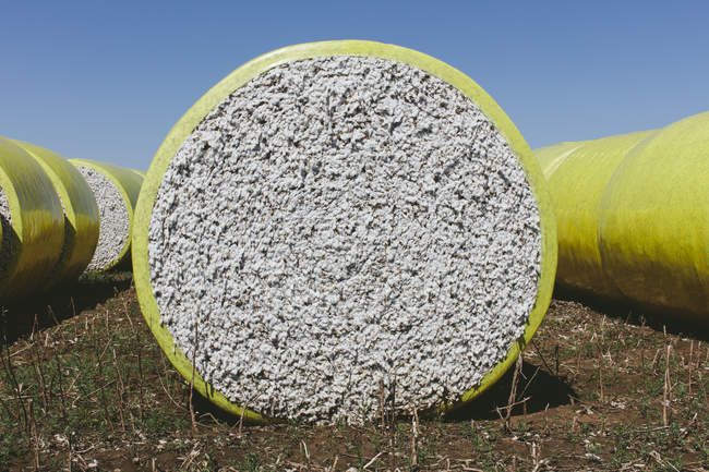 Fardos de algodão colhidos embrulhados em vinil de plástico amarelo em Great Plains, Kansas, EUA — Fotografia de Stock