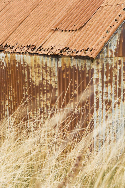 Velha cabana enferrujada atrás de grama seca — Fotografia de Stock