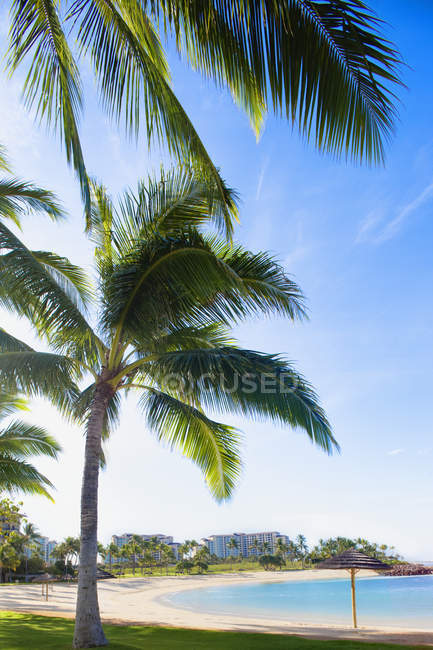 Palmeras en la playa en Ko Olina Beach Park, Oahu, Hawaii - foto de stock