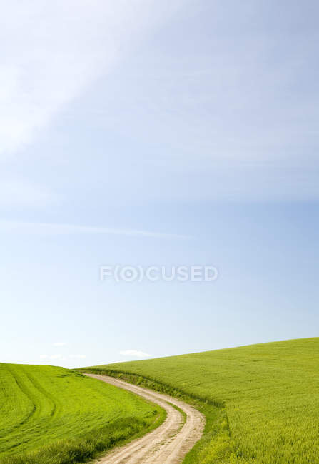 Camino de tierra a través del campo de trigo, Palouse, Washington, EE.UU. - foto de stock