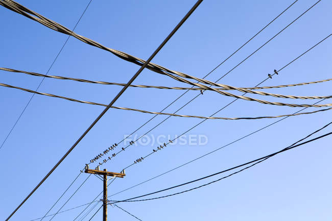 Полюса и линии электропередач, покрытые птицами против голубого неба — стоковое фото