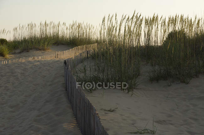 Sanddünen an der Küste von Jungfräulichkeit, USA, wenig Licht, Zaun und Dünengras Silhouette. — Stockfoto
