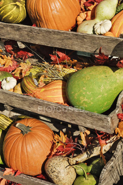 Осенние тыквы и овощи в деревянных ящиках на открытом воздухе — стоковое фото
