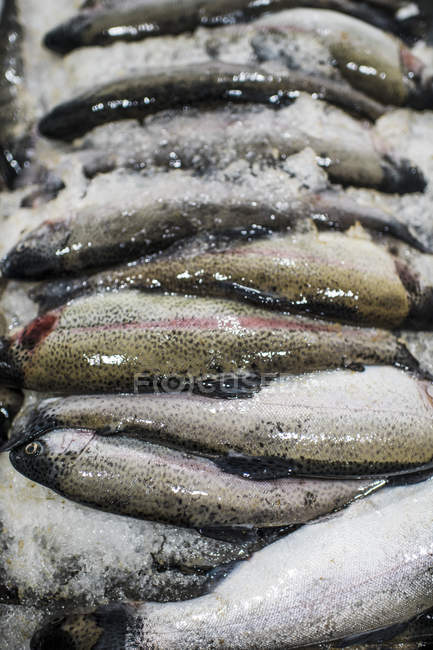 Fresh caught fish for sale on fish market stall. — Stock Photo
