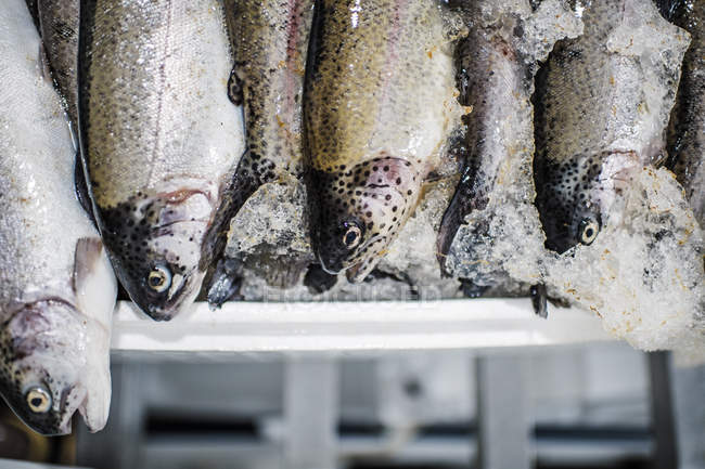 Pescado fresco capturado para la venta en el mercado de pescado
. - foto de stock