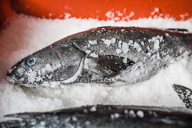 Dos pescados frescos en el mercado de pescado en bandeja sobre hielo . - foto de stock