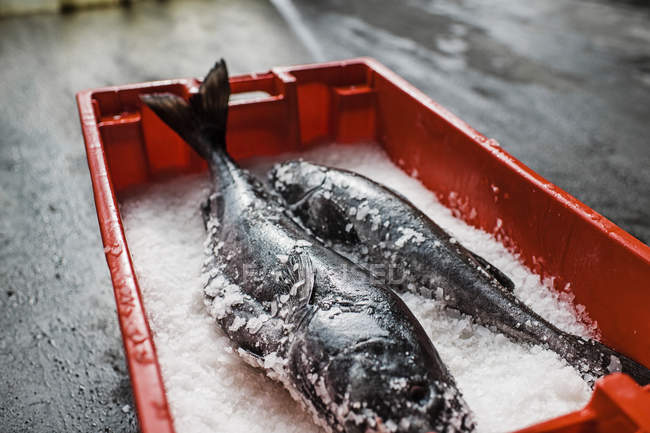 Two fresh fish on fish market stall in tray on ice. — Stock Photo