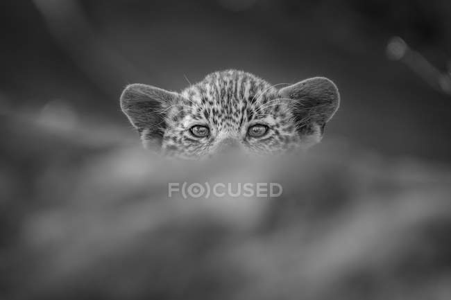Louveteau léopard culminant au-dessus du tronc, regardant à la caméra, noir et blanc, Parc national du Grand Kruger, Afrique . — Photo de stock