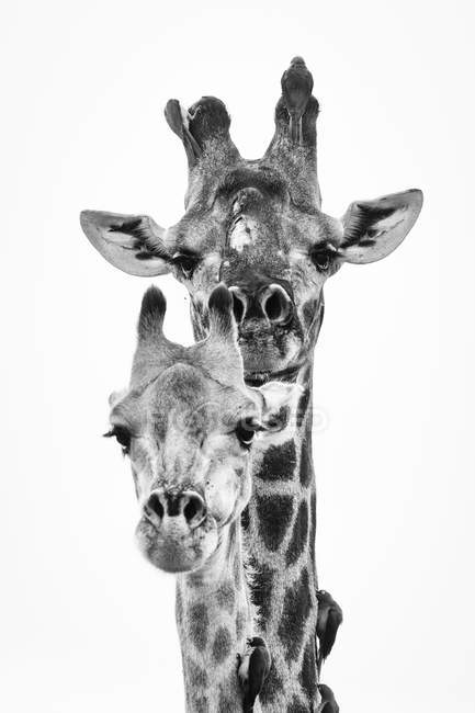 Чоловіки і жінки південноафриканських жирафів голови і червоно-рахунки oxpeckers сиділа на шкірі тварин, великий національний парк Крюгер, Африка. — стокове фото