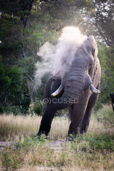Touro elefante africano pulverizando areia usando tronco, Parque Nacional do Grande Kruger, África . — Fotografia de Stock