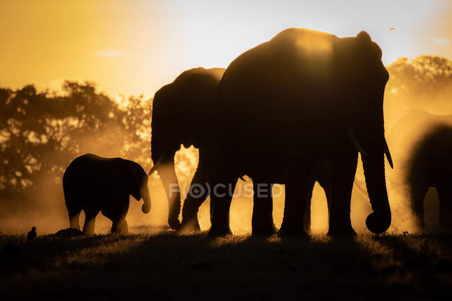 Silhouetten afrikanischer Elefanten vor orange-gelbem Hintergrund, grösserer Kruger Nationalpark, Afrika. — Stockfoto