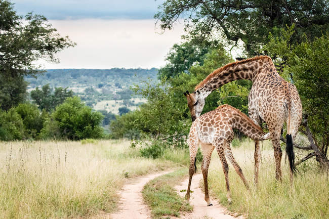 Жіночий південноафриканський жирафа догляд теля, вигин шиї як теля відсмоктування, великий національний парк Крюгер, Африка. — стокове фото