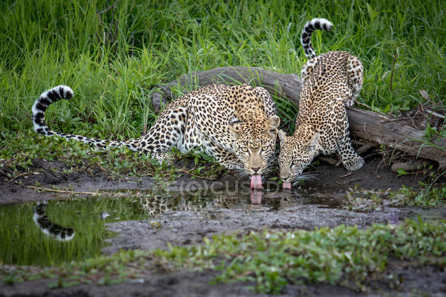 Leopardenweibchen und Jungtiere hocken sich hinunter und lecken Wasser, schauen in die Kamera, Nationalpark Groβer Kruger, Afrika. — Stockfoto
