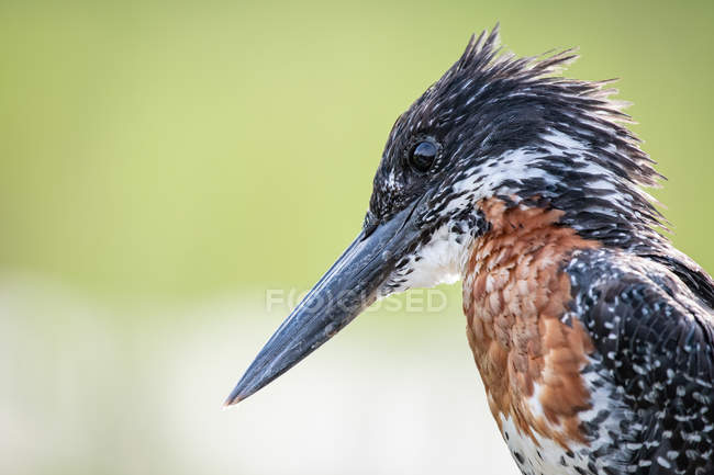 Giant kingfisher, side view, light green background, Greater Kruger National Park, Africa. — Stock Photo