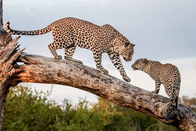 Самка леопарда спускается по полю к детёнышу, лапа в воздухе, Национальный парк Большого Крюгера, Африка . — стоковое фото