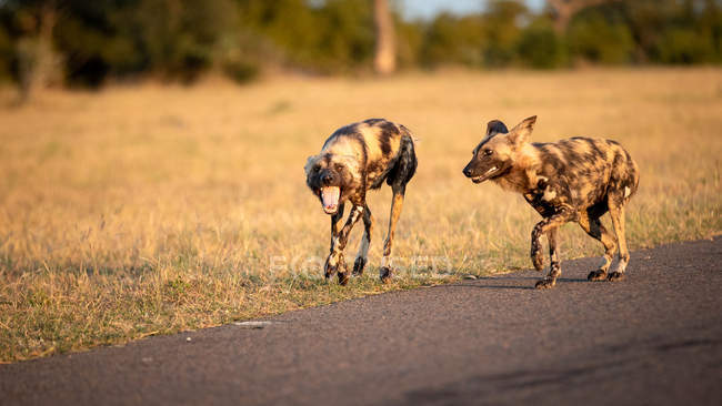 Zwei wilde Hunde laufen mit offenem Maul auf der Straße durch trockenes gelbes Gras. — Stockfoto