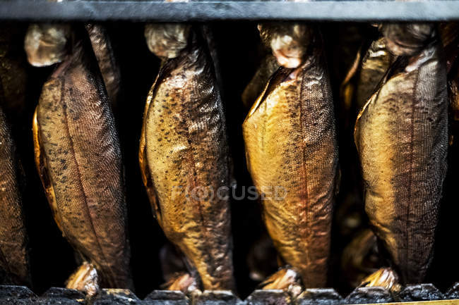 Nahaufnahme einer Reihe frisch geräucherter ganzer Forellen im Räucher. — Stockfoto