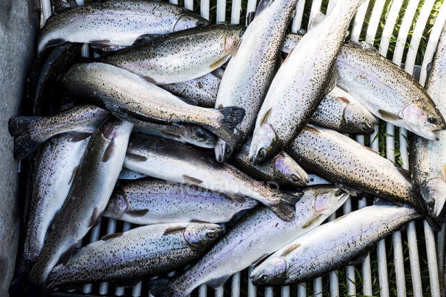 High angle close-up of freshly caught trouts. — Stock Photo