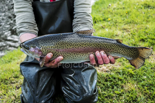 Midsection of man holding freshly caught trout at fish farm. — Stock Photo