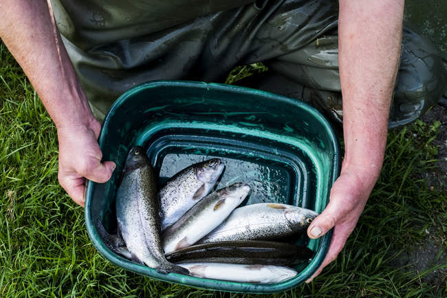 High angle close-up of man holding green bucket with freshly caught trouts at fish farm. — Stock Photo
