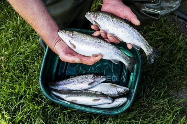 High angle close-up of man holding freshly caught trouts at fish farm. — Stock Photo